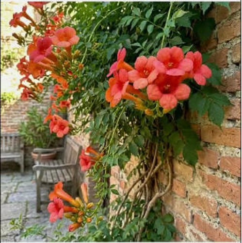 New flower red - new,