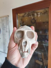 Vervet Affenschädel und