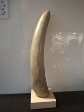 Top-Rarität: Gravierter