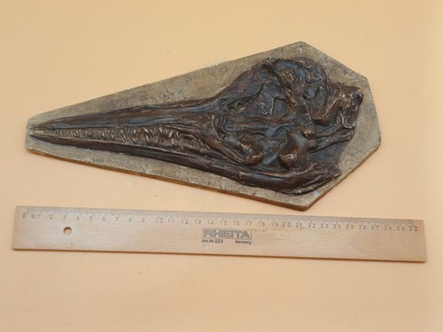 Ichthyosaurus communis